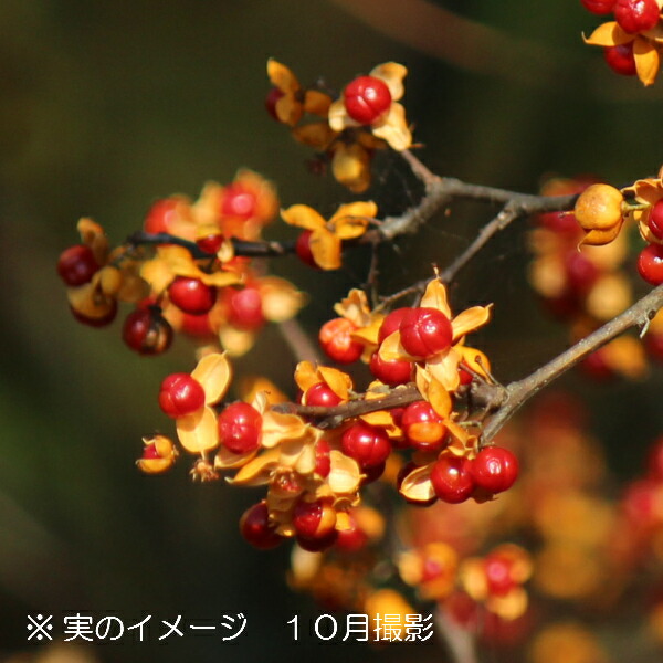 楽天市場 1ポット ツルウメモドキ 10 5cmポット雌木苗 樹木苗 つるもどき 紫桜館 山の花屋 楽天市場店