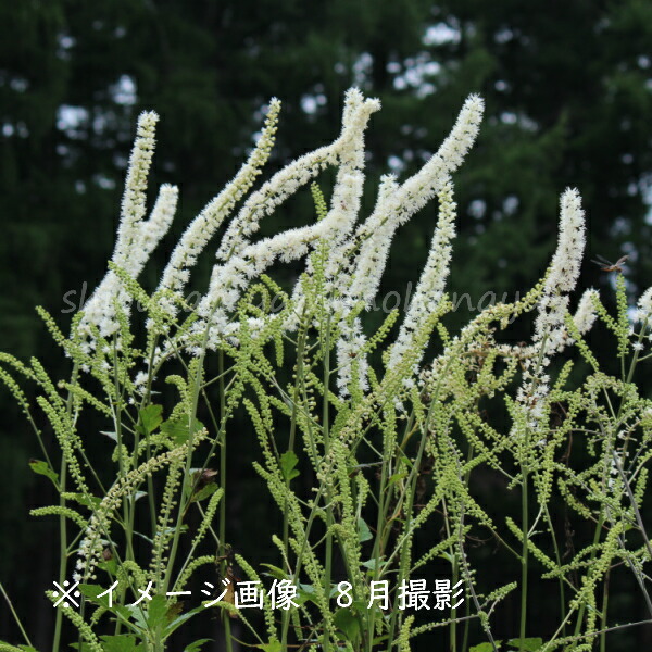 楽天市場 1ポット サラシナショウマ 10 5cmポット苗 山野草 耐寒性多年草 晒菜升麻 今季開花終了 休眠期に入りました 紫桜館 山の花屋 楽天市場店