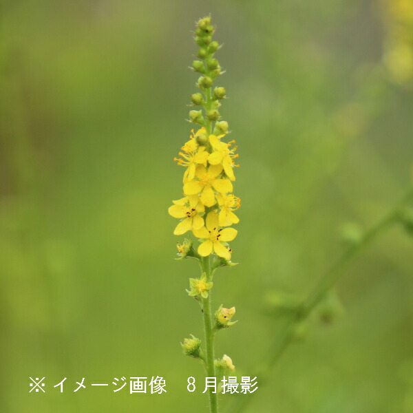 楽天市場 1ポット キンミズヒキ 9cmポット苗 山野草 耐寒性多年草 金水引き 紫桜館 山の花屋 楽天市場店