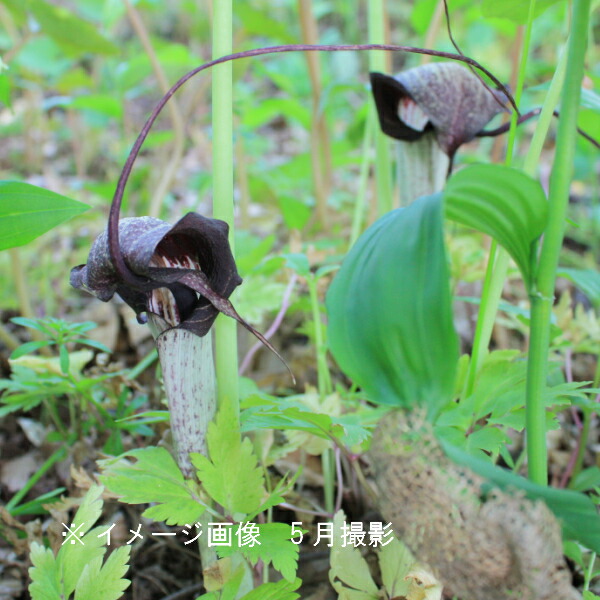 楽天市場 1ポット ウラシマソウ 10 5cmポット苗 山野草 耐寒性多年草 浦島草 天南星 今季開花終了 紫桜館 山の花屋 楽天市場店