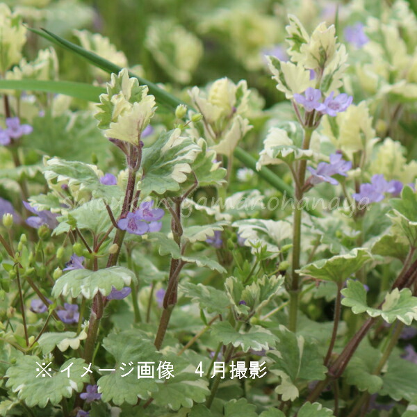 楽天市場 2ポット 斑入りカキドオシ 9cmポット苗2ポットセット 山野草 耐寒性多年草 斑入り垣通し グレコマ 紫桜館 山の花屋 楽天市場店