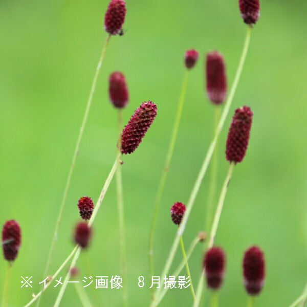 楽天市場】純ワレモコウ 10.5cmポット苗 山野草/耐寒性多年草 楽天市場】純ワレモコウ 10.5cmポット苗 山野草/耐寒性多年草