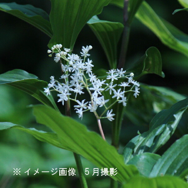 ユキザサ 9糎ポット苗 物量銀行割引あり/山野草/山菜苗/耐寒性多年草/雪笹/あずきな/※今季時めく為し終わる 6/6葉が取りひろげる中
