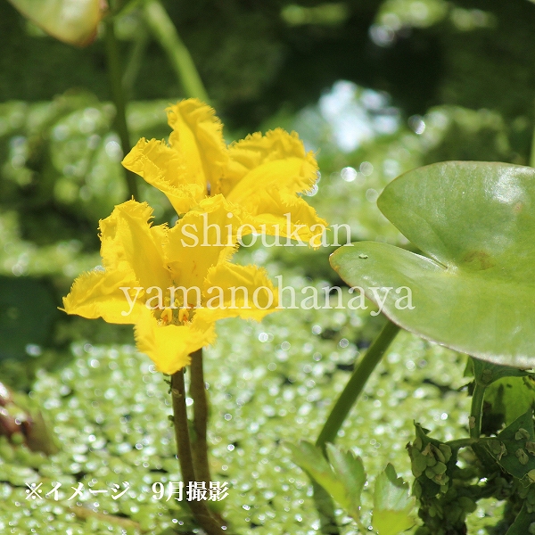 楽天市場 1ポット アサザ 10 5cmポット苗 水生植物 耐寒性多年草 浅沙 紫桜館 山の花屋 楽天市場店