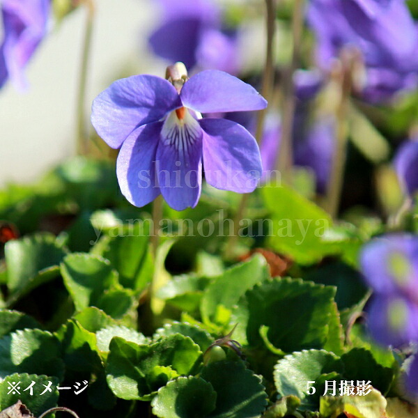 楽天市場】タチツボスミレ 9cmポット苗 数量割引あり/栽培期間中農薬不