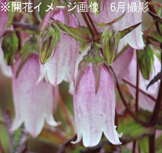 楽天市場 1ポット 絞り咲きホタルブクロ 9cmポット苗 山野草 耐寒性多年草 蛍袋 カンパニュラ 紫桜館 山の花屋 楽天市場店