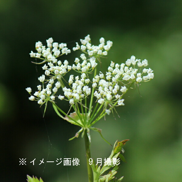 センキュウ　10.5cmポット苗　 数量割引あり/薬草苗/耐寒性多年草/※休眠 地上部無し