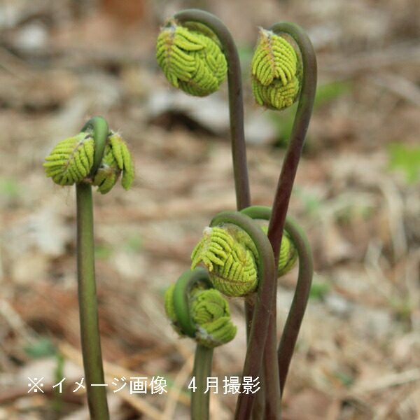 楽天市場 1ポット ゼンマイ 10 5cmポット苗 山菜苗 耐寒性多年草 薇 紫桜館 山の花屋 楽天市場店