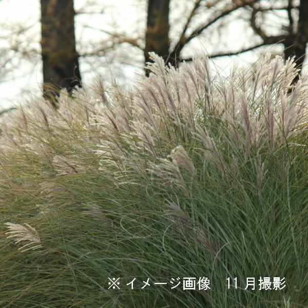 楽天市場 1ポット 斑入りイトススキ 15cmポット充実苗 植え付け1年後以降の開花見込み苗 糸葉薄 紫桜館 山の花屋 楽天市場店