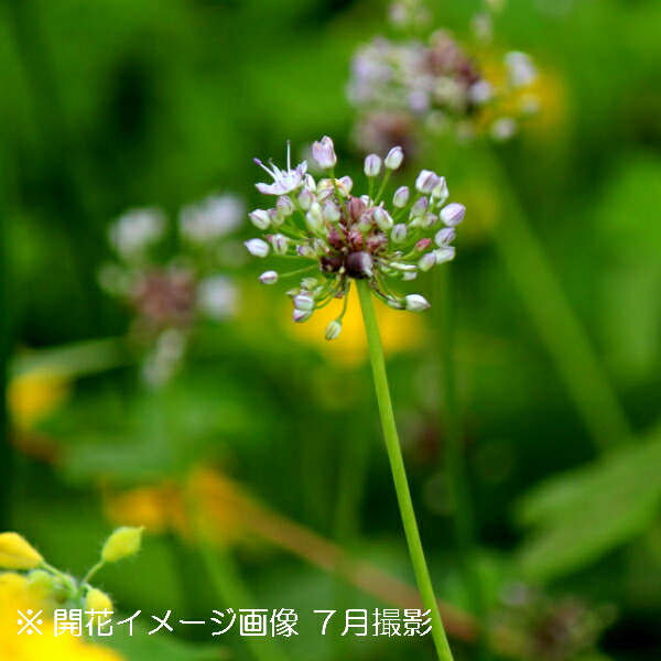 楽天市場 2ポット ノビル 9cmポット苗2ポットセット 山菜苗 耐寒性多年草 野蒜 紫桜館 山の花屋 楽天市場店