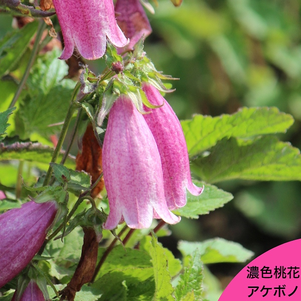 楽天市場 1ポット 濃桃花ホタルブクロ アケボノ 9cmポット苗 山野草 耐寒性多年草 蛍袋 カンパニュラ 紫桜館 山の花屋 楽天市場店