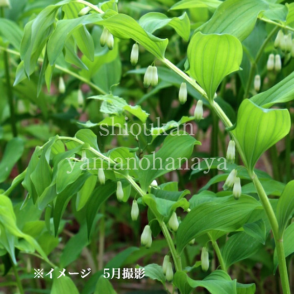 アマドコロ　10.5cmポット苗　数量割引あり/山野草/耐寒性多年草/甘野老/ナルコユリ/※今季開花終了 7/18葉が展開中｜紫桜館　山の花屋　店
