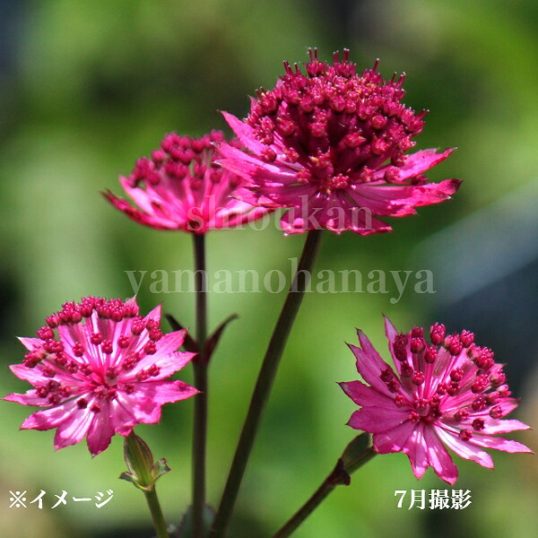 MICO　　花苗　アストランティア　ローマ　宿根草 楽天市場】アストランティア 'ローマ' : おぎはら植物園