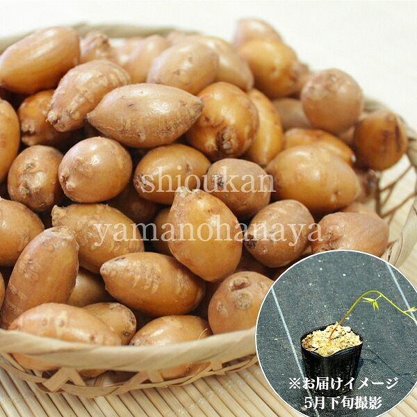 岩手県産アピオス 9糎ポット仮植え苗 物量銀行割引あり/ほどいも/作りだす継続期間中農薬不当てはめる/※6/6葉が取りひろげる中