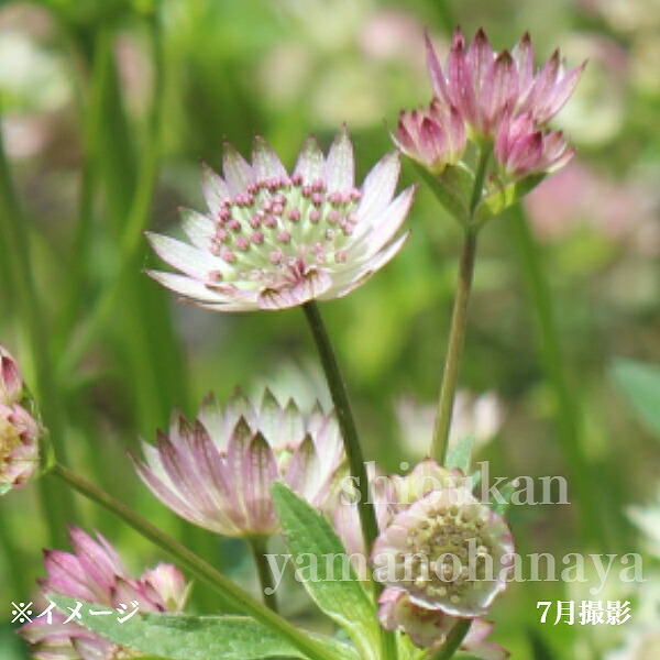 アストランティア苗　斑入り 楽天市場】斑入り葉アストランチア スターオブマジック 3.5号苗