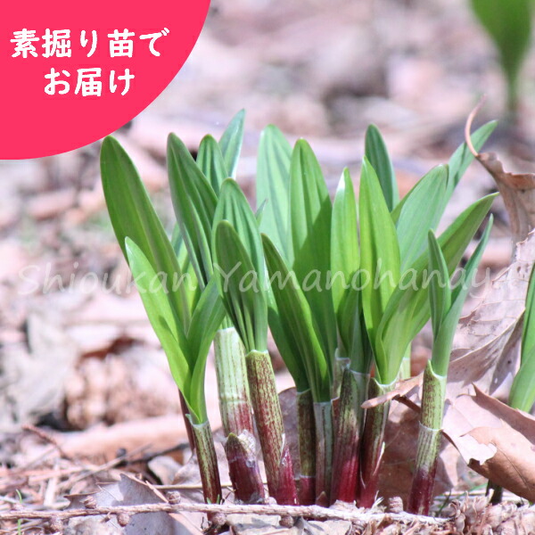 行者ニンニク sd5_3917881ae9fb9749790a506158