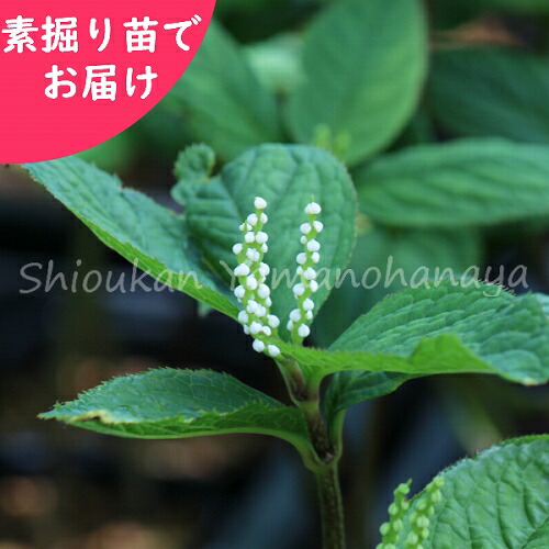 取って置く受け付け中▼フタリシズカ 素掘り苗 山野草/二人静/※2026年10月9日お届け打ちかかる