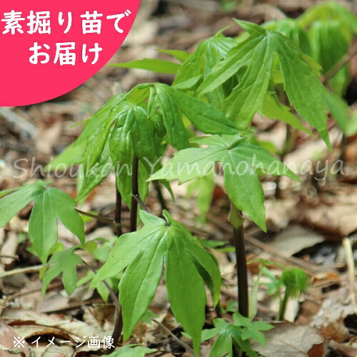 予約受付中▼シドケ 素掘り苗 山菜苗/モミジガサ/※2026年10月23日お届け開始|紫桜館 山の花屋 店