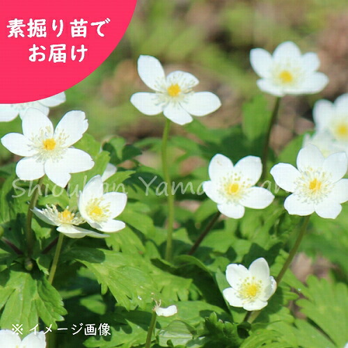 取っておく受け付け中▼ニリンソウ 素掘り苗 山野草/二輪草/アネモネ/※2026年9月25日お届け乗り掛かる