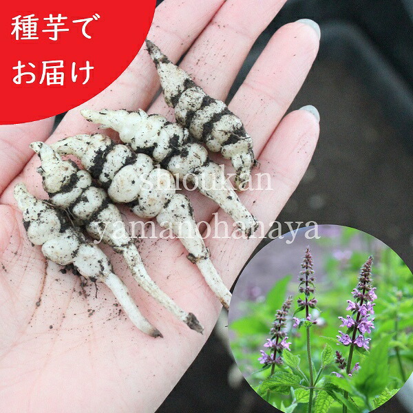 種芋100個 100個 岩手県産ジャンボチョロギ 山の花屋 苗物 長老喜 入荷済み 紫桜館 野菜の苗物 店長さ５ｃｍ以上の大球 効用も縁起もよい植物