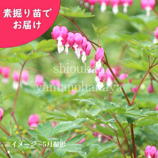 100株 桃花ケマンソウ 素掘り苗100株 山野草 耐寒性多年草 苗物 タイツリソウ ディセントラ 入荷済み 紫桜館 花の苗物 山の花屋 店花 も可愛らしく 優しい香りもたまりません 100株 桃花ケマンソウ 素掘り苗100株 山野草 耐寒性多年草 苗物 タイツリソウ ディセントラ 入荷済み 紫桜館 花の苗物 山の花屋 店花 も可愛らしく 優しい香りもたまりません