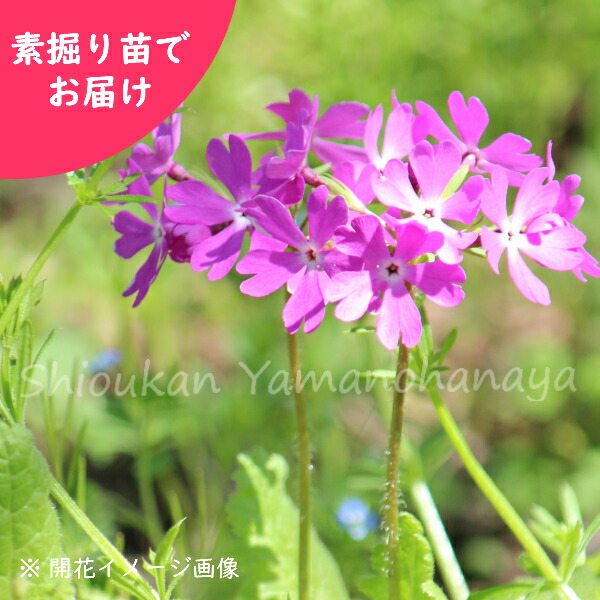 楽天市場】(5ポット)日本サクラソウ 二色咲きバイカラー園芸種 9cm
