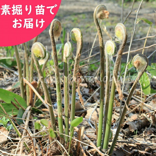 半券 ゼンマイ 糸物掘り苗株 山菜苗 ゼンマイ 22年間取入れる期待株 入荷済み Vbpnews Com