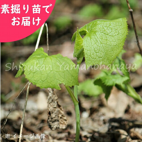 予約受付中▼ボウナ 素掘り苗 山菜苗/イヌドウナ/※2026年10月23日お届け開始|紫桜館 山の花屋 店