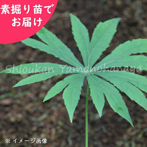 予約受付中▼ヤブレガサ 素掘り苗 山野草/山菜苗/破傘/※2026年10月30日お届け開始|紫桜館 山の花屋 店