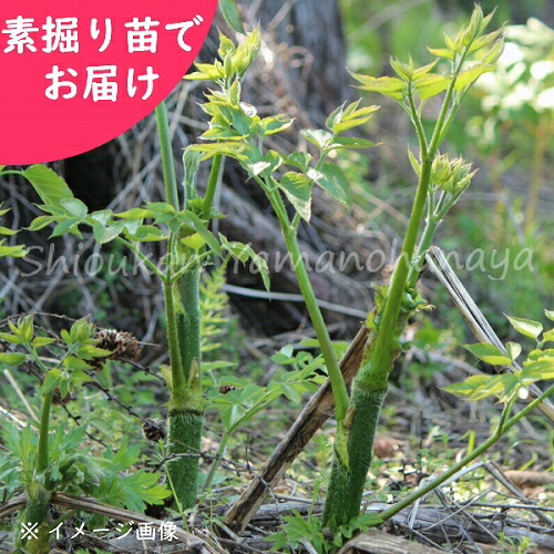 楽天市場】(1ポット)ヤマウド 10.5cmポット苗 山菜苗/耐寒性多年草