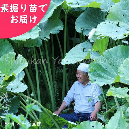 100株 アキタフキ 素掘り苗100株 山菜苗 秋田蕗 23年収穫見込み株 11月18日お届け開始 最大62 オフ