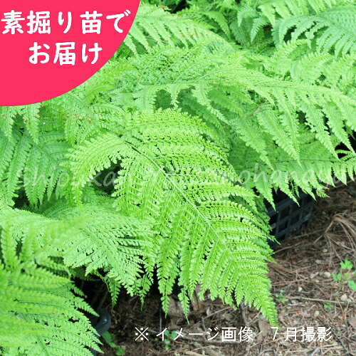 購買 100株 リョウメンシダ 素掘り苗100株 山野草 シダ植物 両面羊歯 10月28日お届け開始 Fucoa Cl