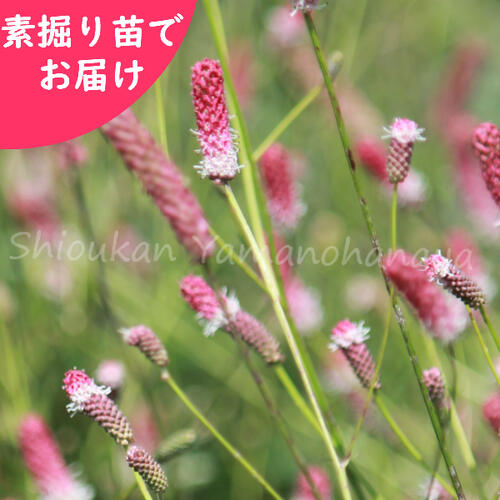取って置く受け付け中▼ピンクタンナワレモコウ 素掘り苗 山野草/宿根草/吾亦紅/サンギソルバ/※2026年11月6日お届け打ちかかる