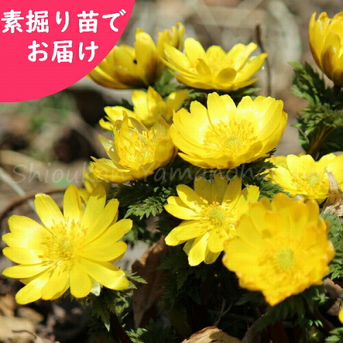 予約受付中▼フクジュソウ　素掘り苗　山野草/福寿草/正月花/※2026年11月13日お届け開始｜紫桜館　山の花屋　店