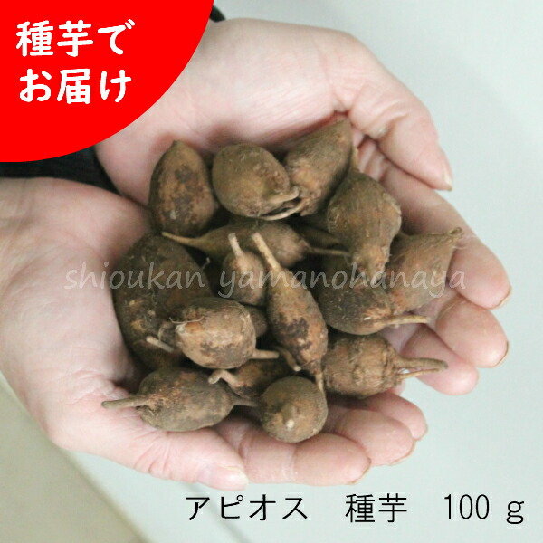 楽天市場】(10kg)岩手県産キクイモ 種芋10kg(目安50～100個) 唐芋/菊芋