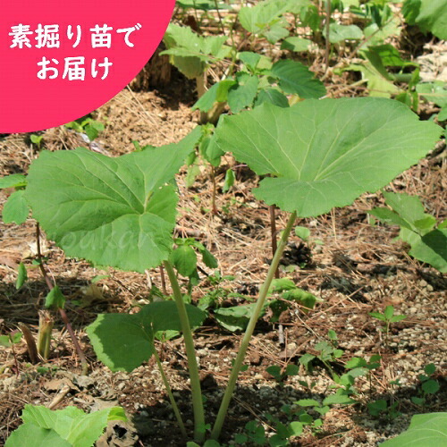 楽天市場 5株 赤花フキノトウのフキ苗 素掘り苗5株 山菜苗 22年収穫見込み株 入荷済み 紫桜館 山の花屋 楽天市場店