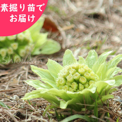 楽天市場 1ポット フキノトウ 12cmポット5芽植え苗 山菜苗 耐寒性多年草 蕗の薹 今季開花終了 紫桜館 山の花屋 楽天市場店