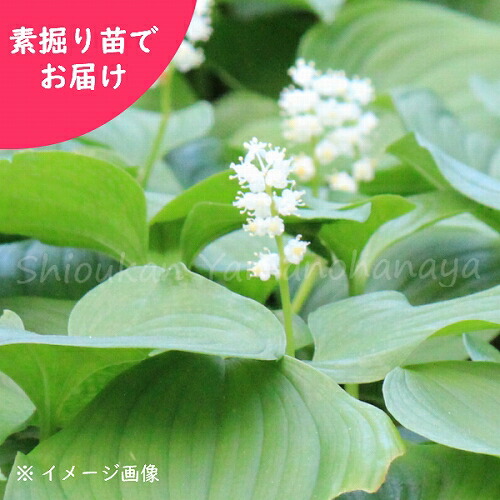 予約受付中▼マイヅルソウ 素掘り苗 山野草/舞鶴草/※2026年9月25日お届け開始|紫桜館 山の花屋 店