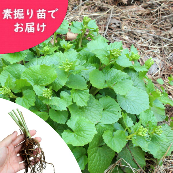 予約受付中▼畑ワサビ　素掘り苗　山菜苗/畑山葵/わさび/※2026年10月23日お届け開始｜紫桜館　山の花屋　店