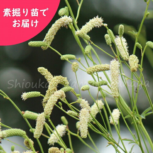 取って置く受け付け中▼長穂白花ワレモコウ 素掘り苗 山野草/吾亦紅/サンギソルバ/※2026年11月6日お届け打ちかかる