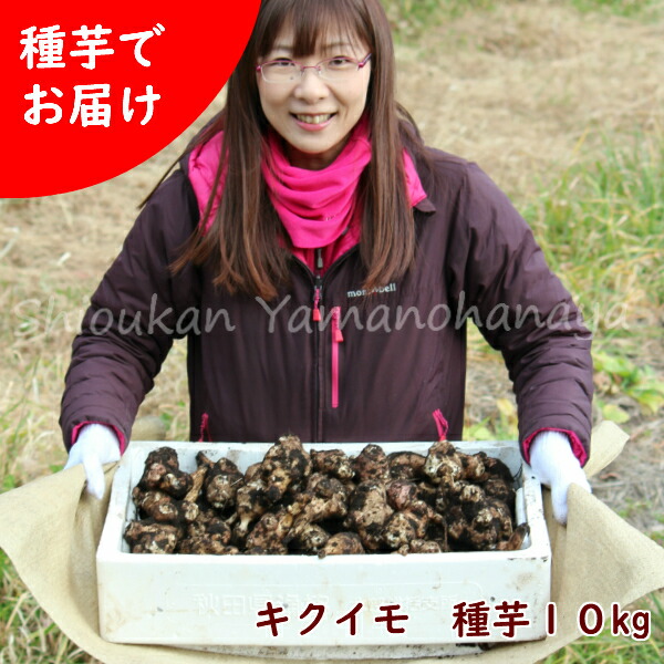 10kg 岩手県産キクイモ 種芋10kg 栽培期間中農薬不使用 土付き 菊芋