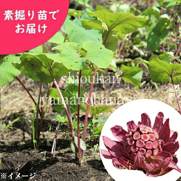 山菜苗 入荷済み 紫桜館 野菜の苗物 素掘り苗株 山の花屋 苗物 株 赤花フキノトウのフキ苗 店植え付け1年後に赤花フキノトウが咲く見込み苗