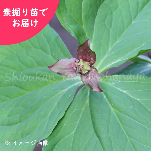 山野草 延齢草 22年開花見込み株 入荷済み 紫桜館 山の花屋 素掘り苗100株 花の苗物 素掘り苗100株 100株 エンレイソウ ガーデニング 農業 店 公式店舗一番人気 の