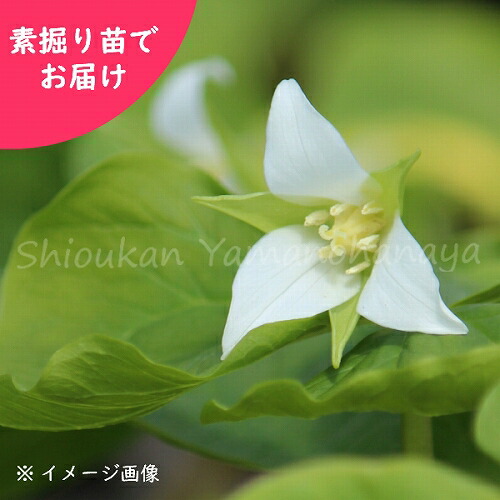 予約受付中▼ミヤマエンレイソウ 素掘り苗 山野草/深山延齢草/※2026年9月25日お届け開始|紫桜館 山の花屋 店