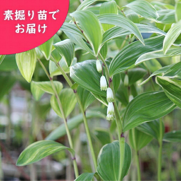 取って置く受け付け中▼斑入りアマドコロ 素掘り苗 山野草/フイリナルコユリ/※2026年10月30日お届け打ちかかる