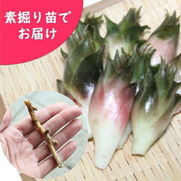 21人気新作 手軽に家庭菜園 1000株 早生ミョウガ素掘り苗1000株山菜苗 夏茗荷 22年収穫見込み株 12月3日お届け開始 品質満点ランキング1位