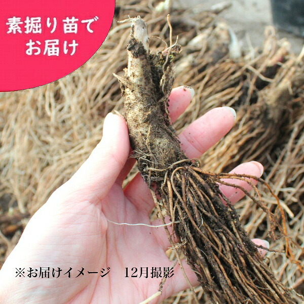 楽天市場】(10kg)岩手県産キクイモ 種芋10kg(目安50～100個) 唐芋/菊芋