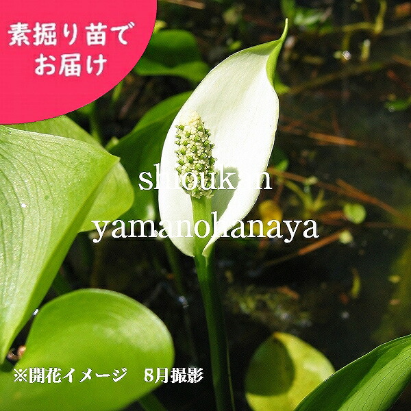 予約受付中▼ヒメカイウ　素掘り苗　湿地性多年草/ビオトープ/ミズザゼン/※2026年9月25日お届け開始｜紫桜館　山の花屋　店