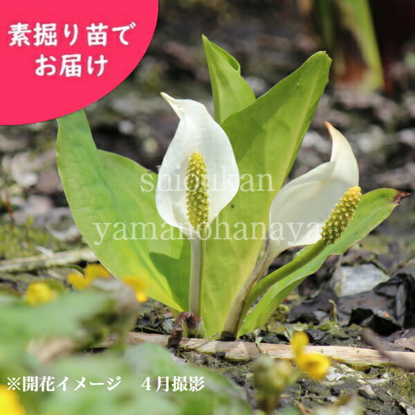楽天市場】ザゼンソウ 12cmポット花芽付き大株苗 数量割引あり