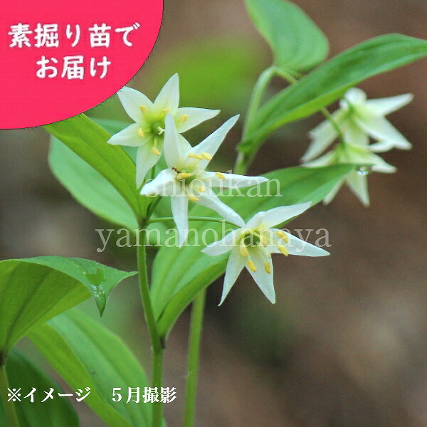 取って置く受け付け中▼オオチゴユリ 素掘り苗 山野草/赤ちゃん百合/※2026年9月25日お届け打ちかかる